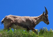 CORNO STELLA , panorami, monti, laghi, fiori, stambecchi-9lu25  - FOTOGALLERY